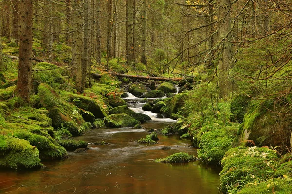 Ağaçların arasında akan güzel nehir akıntısı