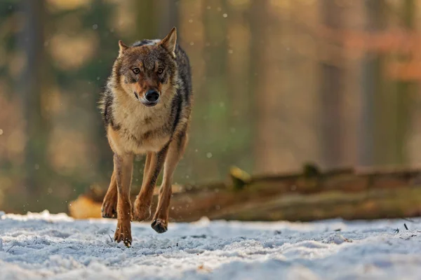 Male Eurasian Wolf Canis Lupus Lupus — Foto Stock