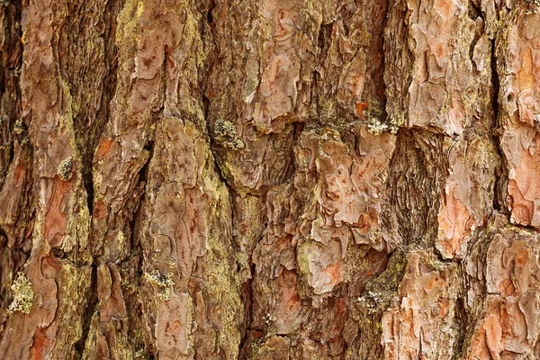 Fond Vieil Écorce Arbre — Photo