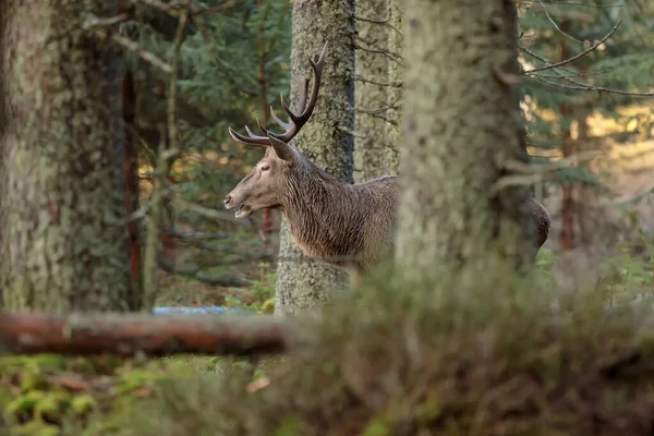 Cute Red Deer Cervus Elaphus — Foto Stock