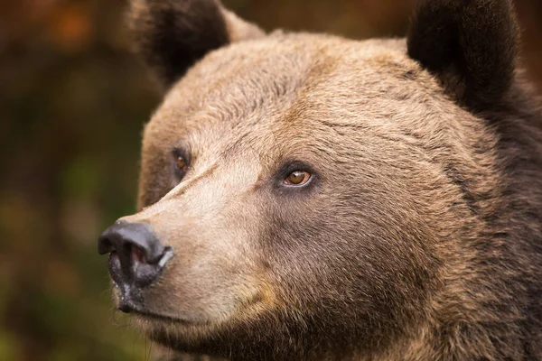 Коричневий Ведмідь — стокове фото