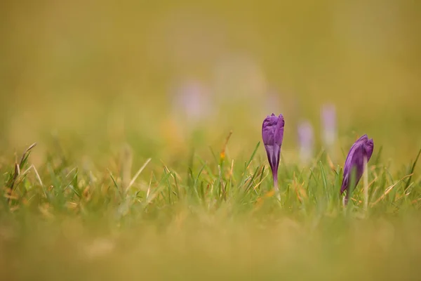 Beautiful Crocuses Flowers Plants Close — Foto de Stock