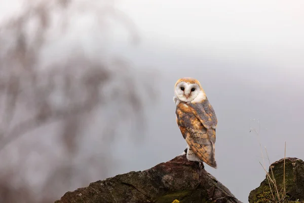 Bird Fauna Owl Close — ストック写真