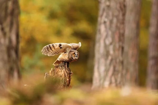 Bird Fauna Owl Flight — 图库照片