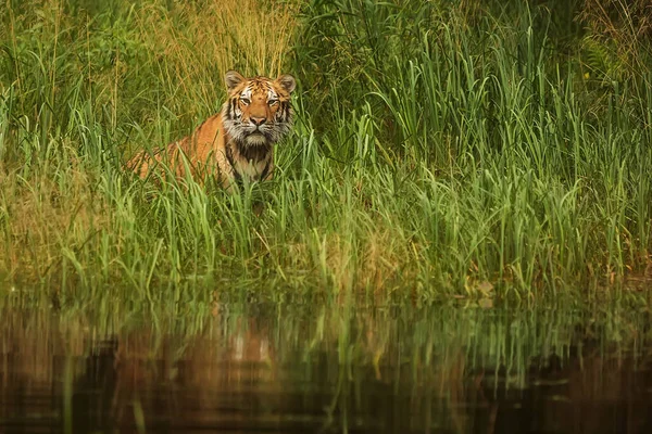 Cute tiger in wild nature