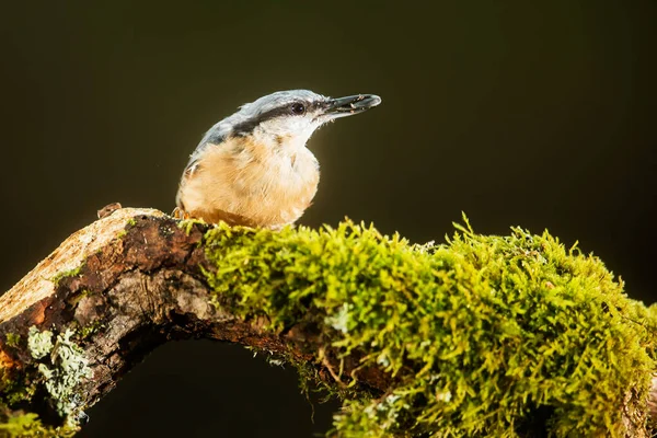 Nuthatch Eurasiático Sitta Europaea — Fotografia de Stock