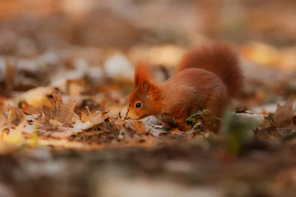 Cute Red Squirrel Sciurus Vulgaris — 스톡 사진