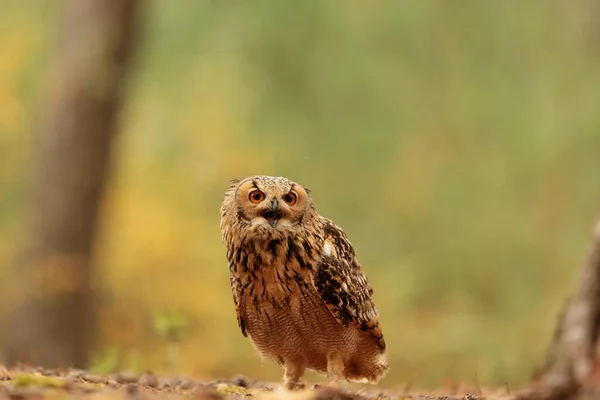 Bird Fauna Owl Forest — Stockfoto