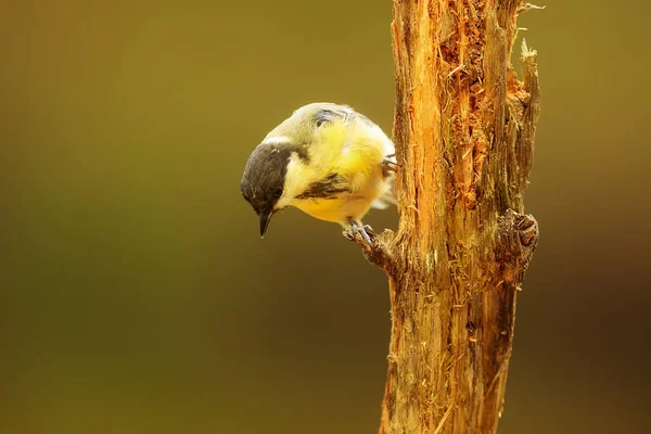 Eurasian Tit Bird Fauna — Foto de Stock