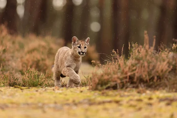 American Cougar Hurry Prey — Foto de Stock