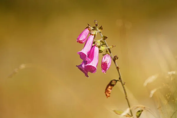 Closeup Flower Blurred Background —  Fotos de Stock