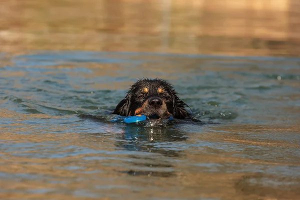 Dog Hovawart Gold Black Water Sunset — Stockfoto