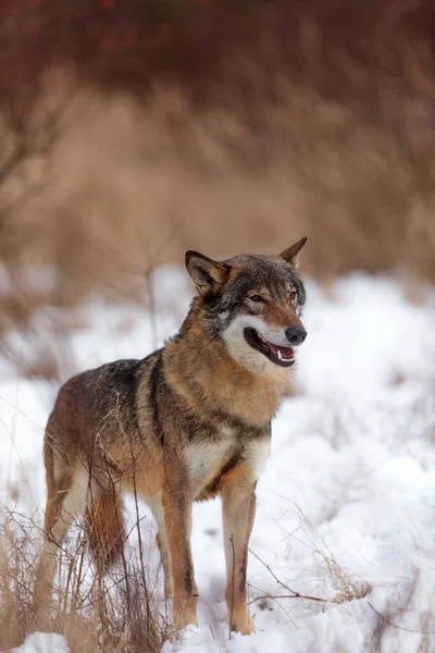 Male Eurasian Wolf Canis Lupus Lupus — Zdjęcie stockowe