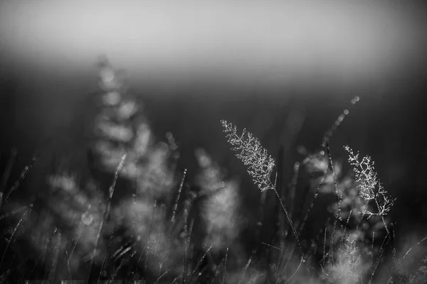 Wet Grass Field Flora — 스톡 사진