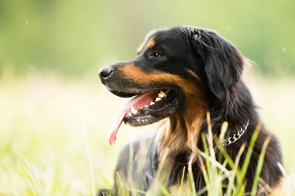 Dog Hovawart Gold Black — Stock Photo, Image