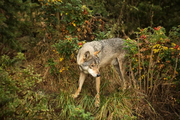 Чоловік Євразійський Вовк Canis Lupus Lupus — стокове фото