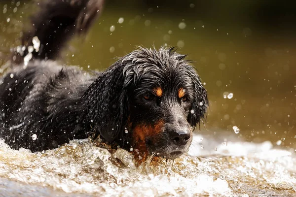 Dog Hovawart Gold Black — Stockfoto