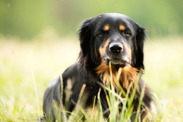 Dog Hovawart Gold Black — Stockfoto