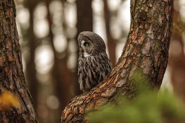 Bird Fauna Owl Forest — стоковое фото