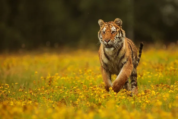 Cute tiger in wild nature