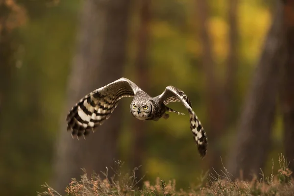 Bird Fauna Owl Close —  Fotos de Stock