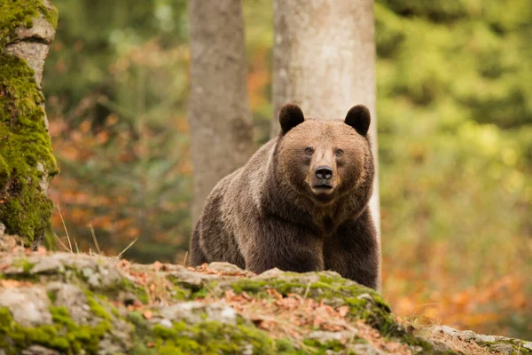 Brown Bear Wild Nature — Photo