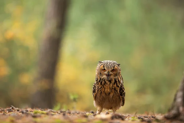 Bird Fauna Owl Close — Stockfoto