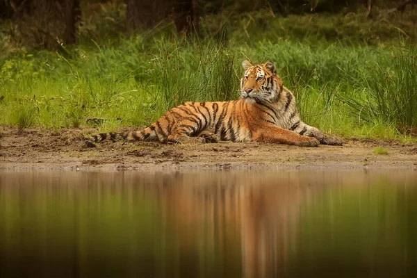 Cute tiger in wild nature