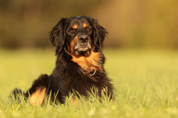 Dog Hovawart Gold Black — Stockfoto