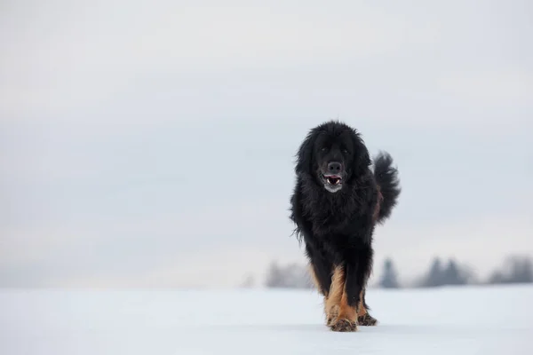 Dog Hovawart Gold Black — Zdjęcie stockowe