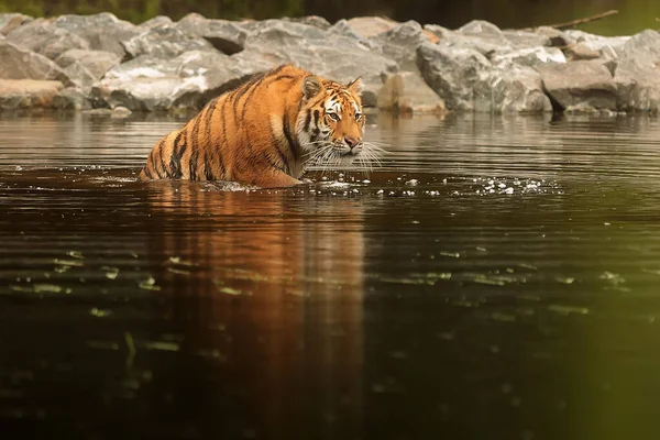 Cute Tiger Wild Nature — Stock Photo, Image