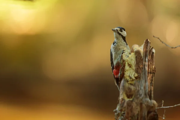 Büyük Benekli Ağaçkakan Dendrocopos Major Dik Bir Gövdeden Solucanları Fethetti — Stok fotoğraf