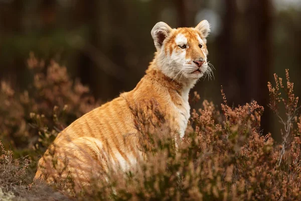 animal,  cub Bengal tiger in wild nature