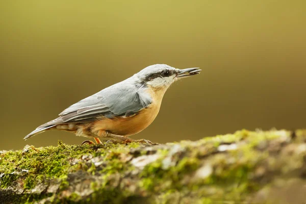 Eurasian Nuthatch Sitta Europaea — Stock Photo, Image