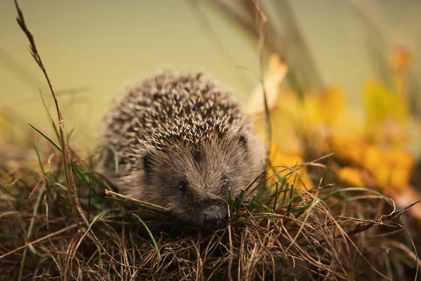 European Hedgehog Erinaceus Europaeus Looking Hiding Place Start Winter — Stock Photo, Image