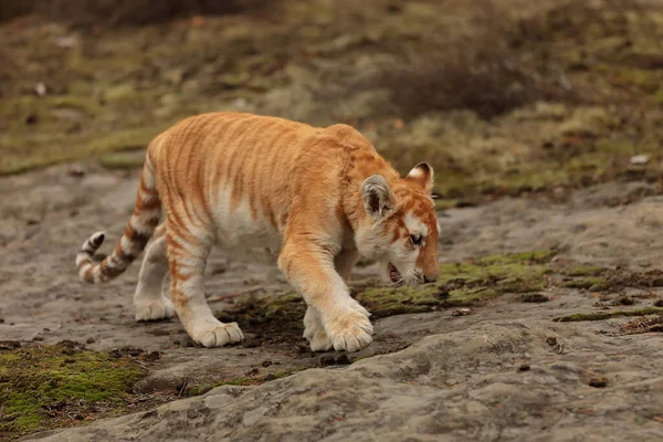Animal Cub Bengal Tiger Wild Nature —  Fotos de Stock