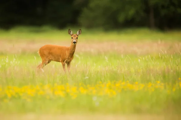 Cute Red Deer Cervus Elaphus — 스톡 사진