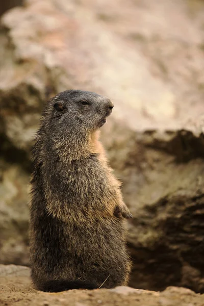 Small Mammal Marmot Wild — Foto de Stock