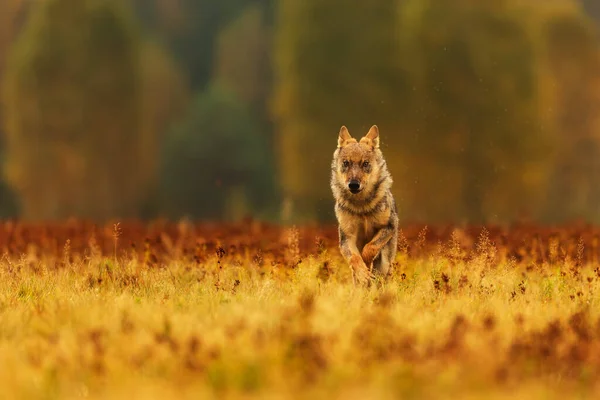Male Eurasian Wolf Canis Lupus Lupus — стоковое фото