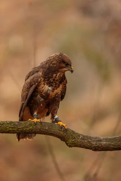 Falcon Wild Life Animal — Fotografia de Stock