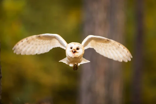 Pássaro Fauna Coruja Imagens Grande Plano — Fotografia de Stock