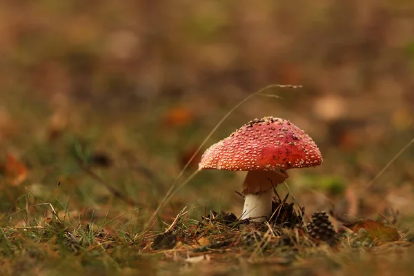 Closeup Mushroom Ground — Foto de Stock