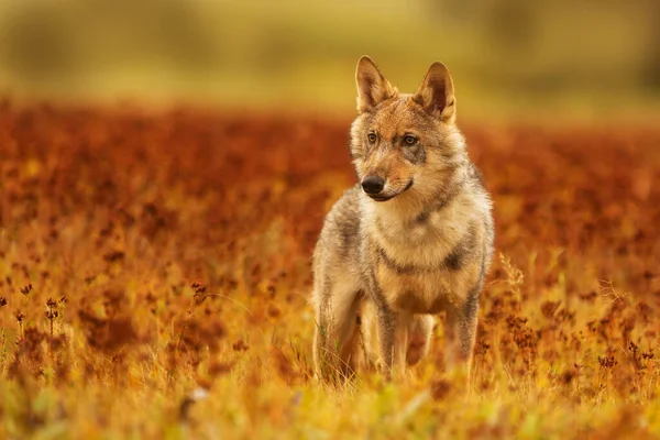 Male Eurasian Wolf Canis Lupus Lupus —  Fotos de Stock