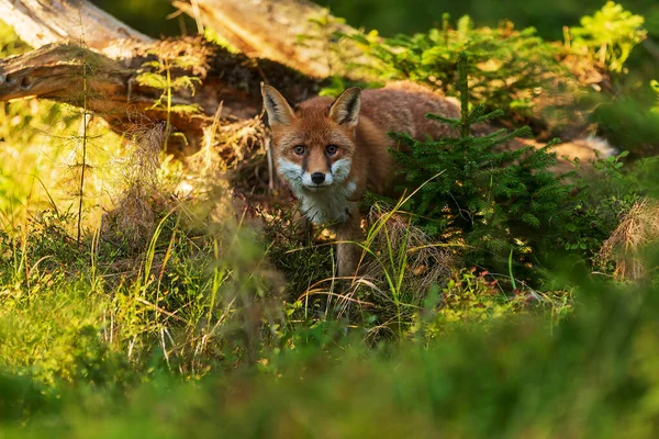 Cube Red Fox Vulpes Vulpes Curious Young Male — стоковое фото