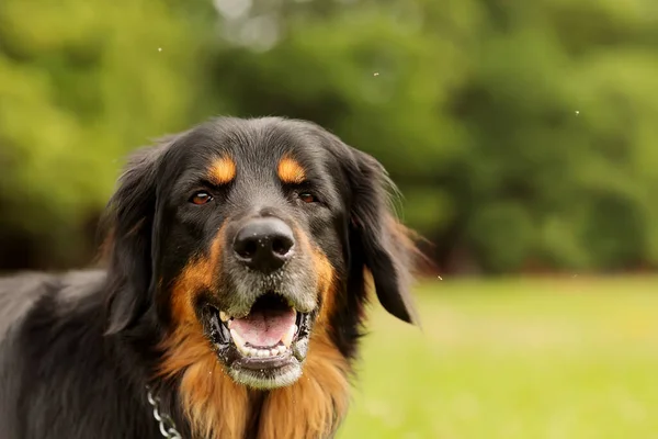 Köpek Hovawart Altın Siyah — Stok fotoğraf