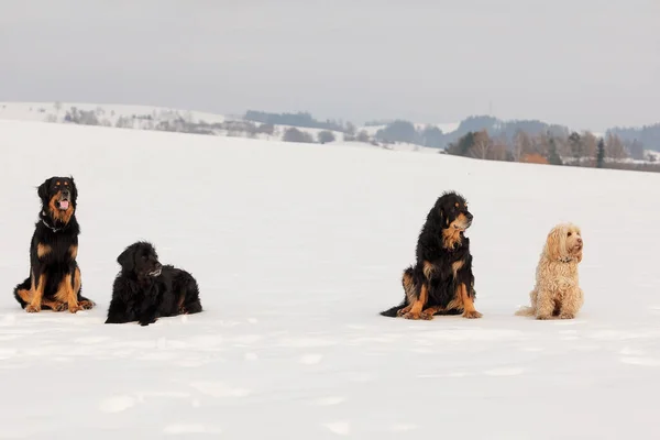 Köpekler Parkta Oynar — Stok fotoğraf