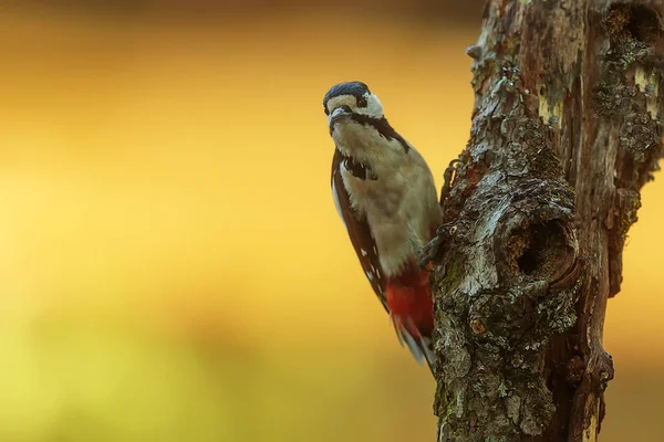 Great Spotted Woodpecker Dendrocopos Major Conquers Worms Steep Trunk — 스톡 사진