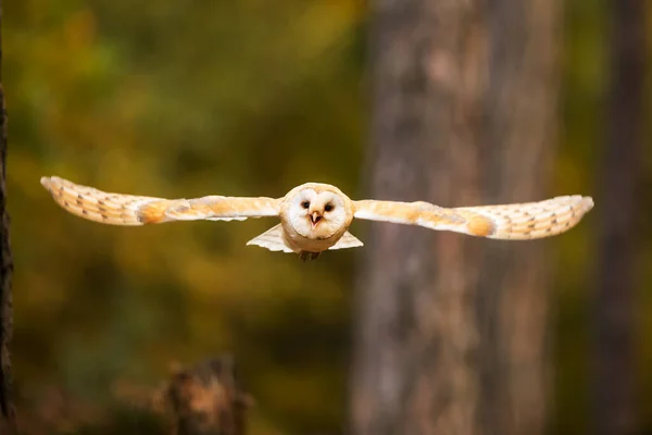 Bird Fauna Owl Close — 图库照片