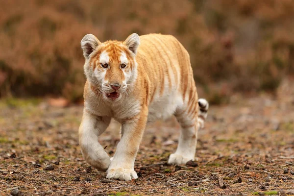 animal,  cub Bengal tiger in wild nature