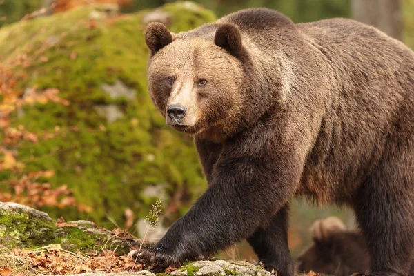 Brown Bear Wild Nature — 스톡 사진